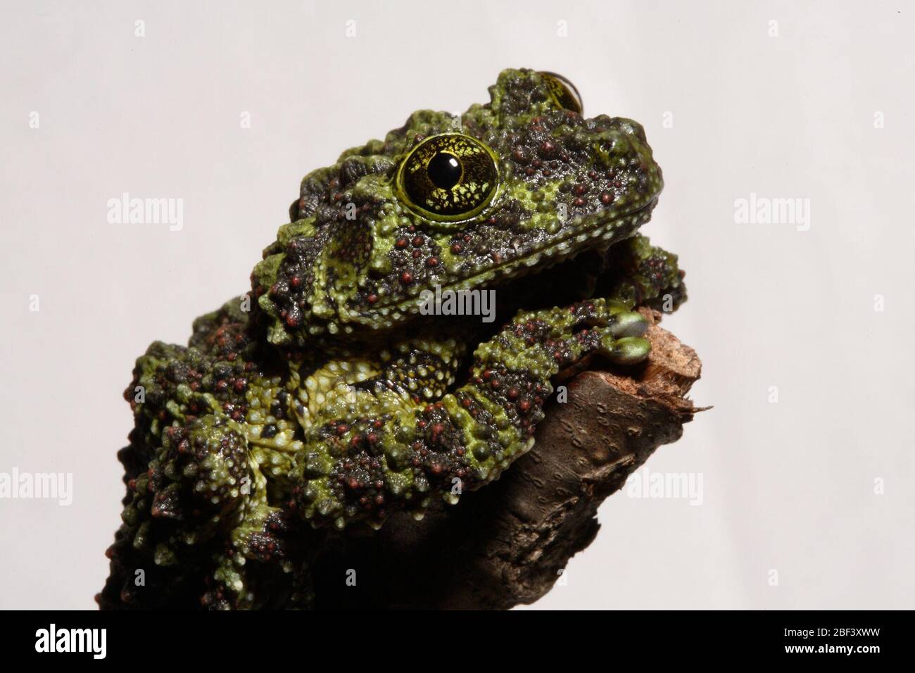 Vietnamese Mossy Frog. Species: corticale,Genus: Theloderma,Family: Rhacophoridae,Order: Anura,Class: Amphibia,Phylum: Chordata,Kingdom: Animalia,Amphibian Stock Photo
