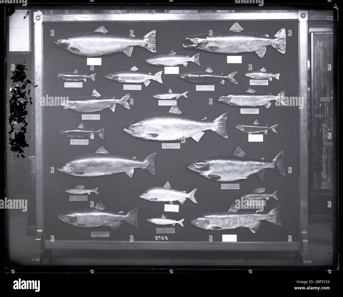 Featuring fish hires stock photography and images Alamy