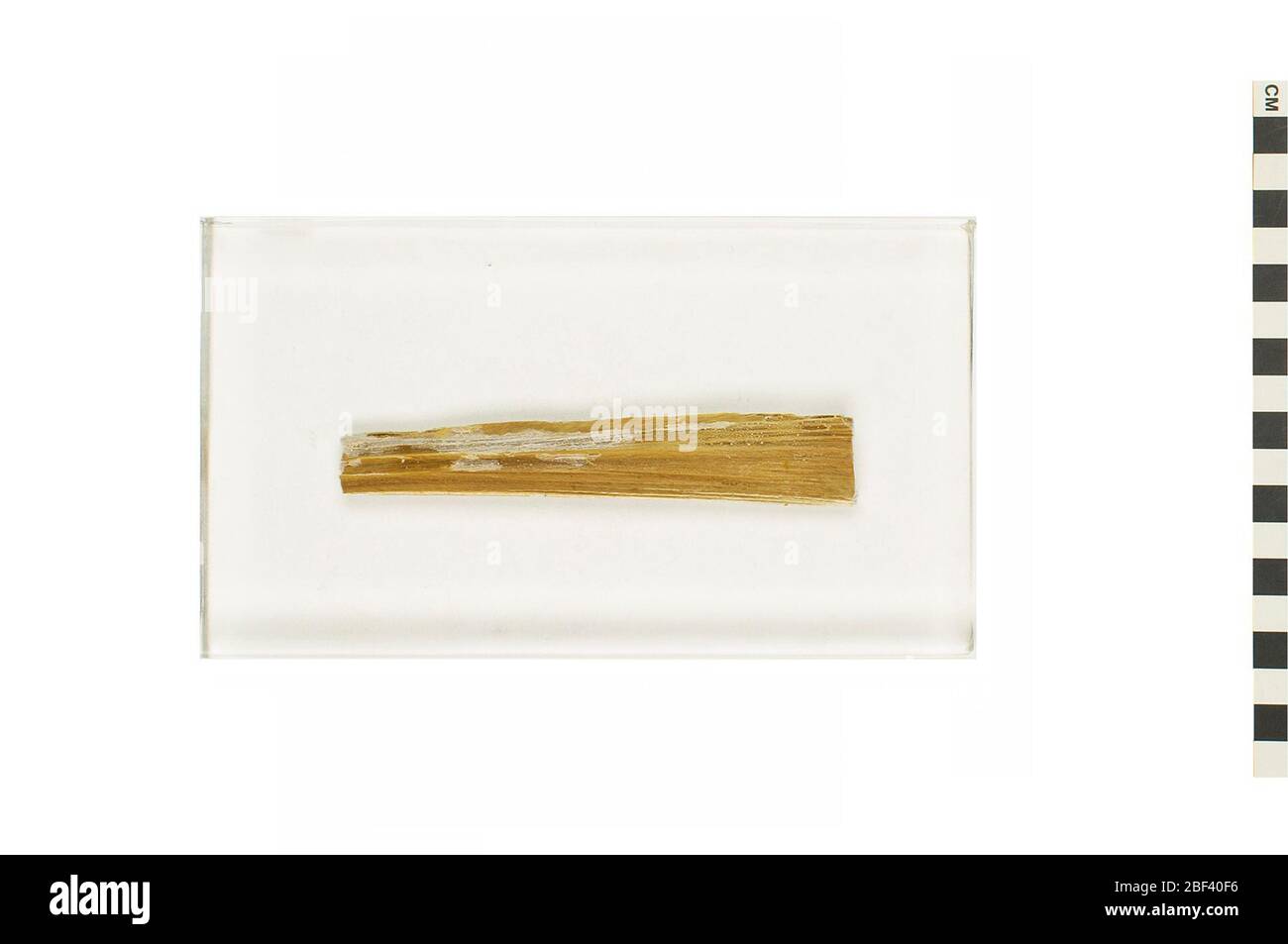 Baleen Whale Rorqual. This object is part of the Education and Outreach collection, some of which are in the Q?rius science education center and available to see.This item is an ear wax plug from the Rorqual (Balaenopteridae) family of whales. Stock Photo