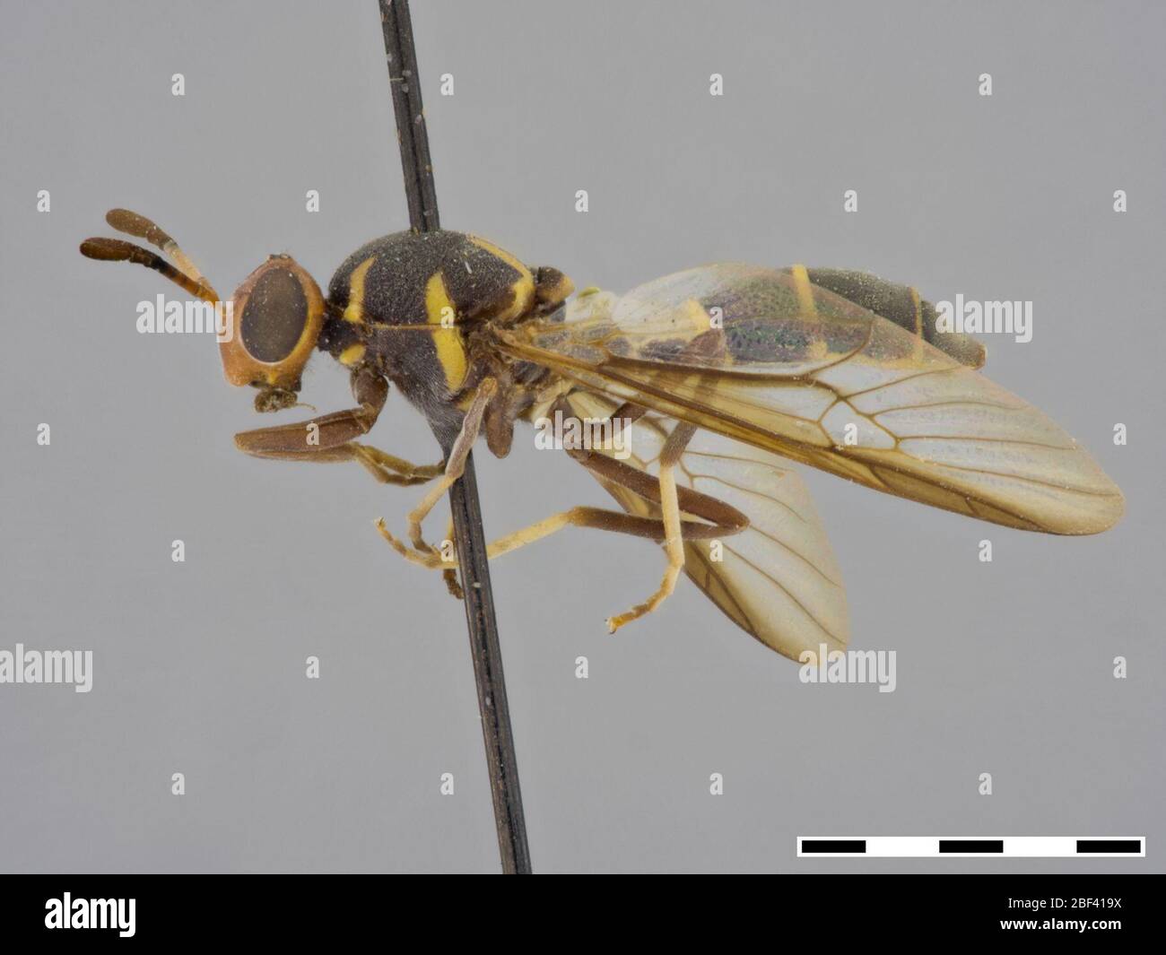 Entomology species catalog hi-res stock photography and images - Alamy