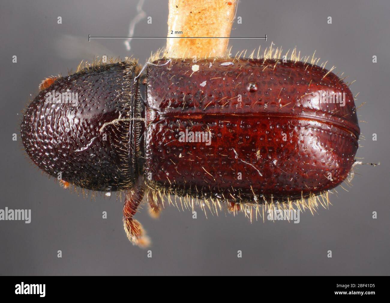 Hopk 2740b hi-res stock photography and images - Alamy