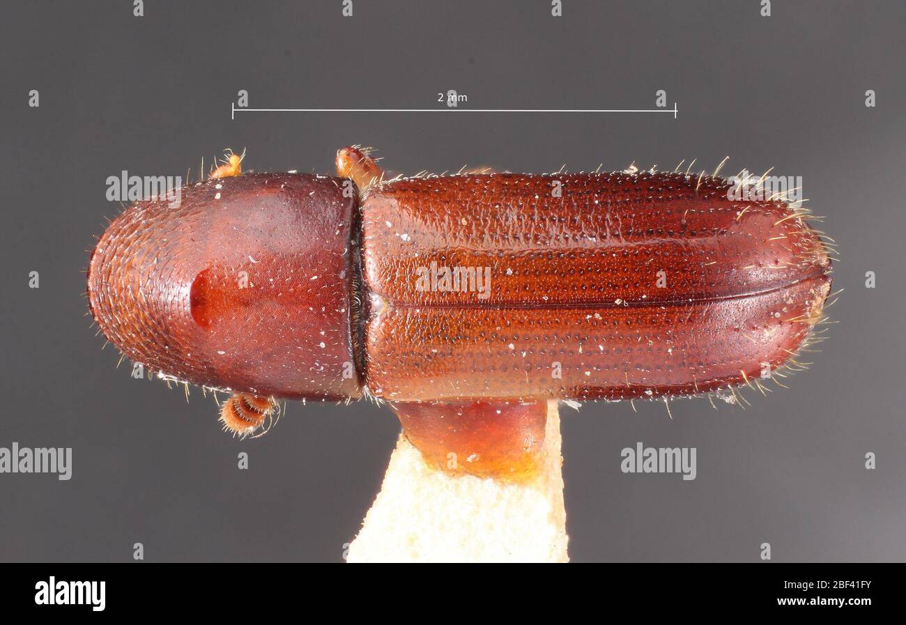 Gnathotrichus denticulatus. Label: Pinus ponderosa / 3984f hopk. u. s.6 Nov 20171 Stock Photo