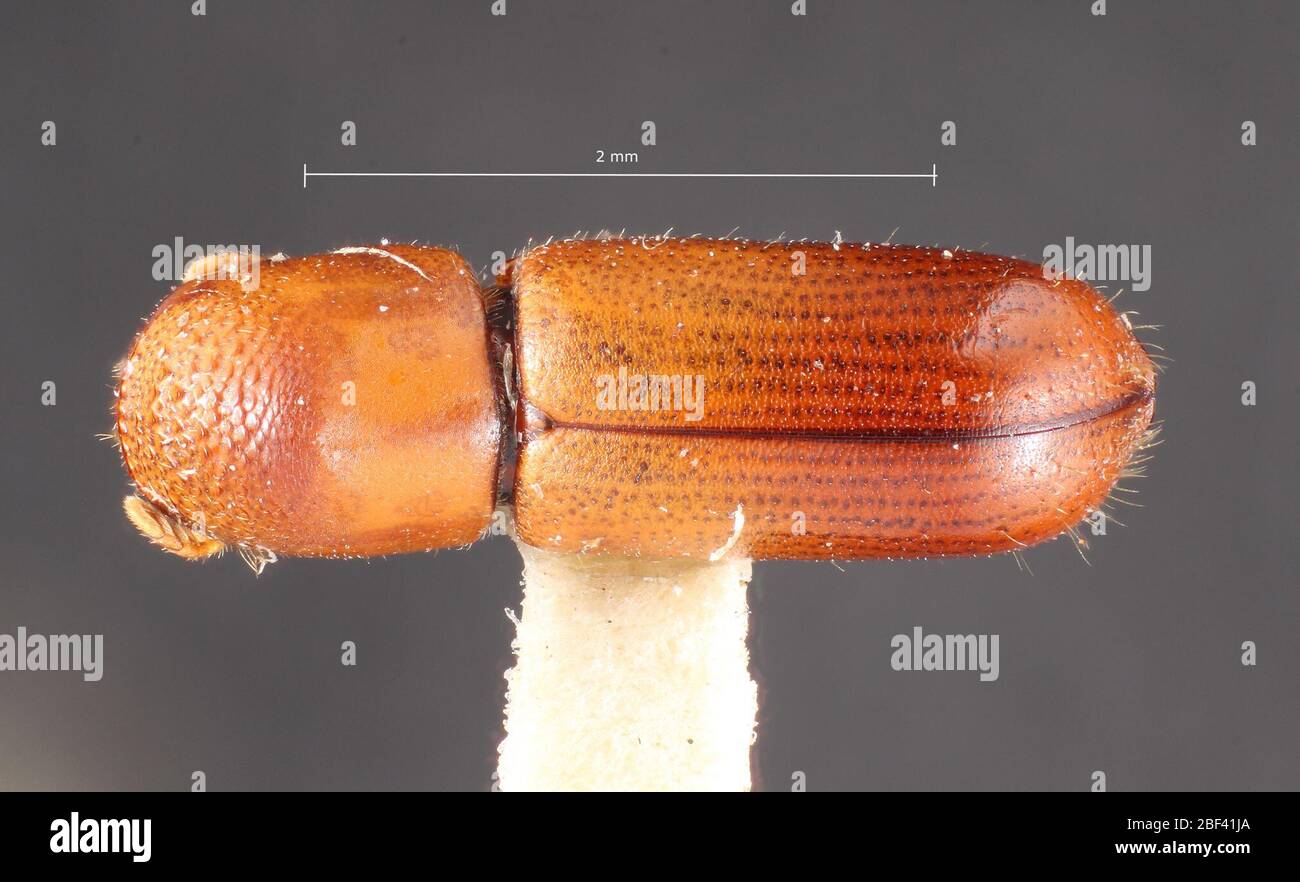 Gnathotrichus deleoni. Label: Pinus leiophylla / 6686 Nov 20171 Stock Photo