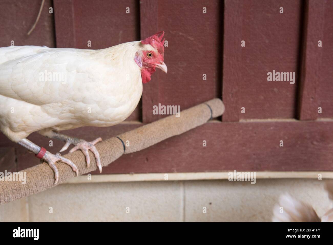 Domestic Chicken Species Unknown Genus Unknown Family Anatidae Order Anseriformes Class Aves Phylum Chordata Kingdom Animalia Domestic Chicken Chicken Fowl Bird Kids Farm Stock Photo Alamy