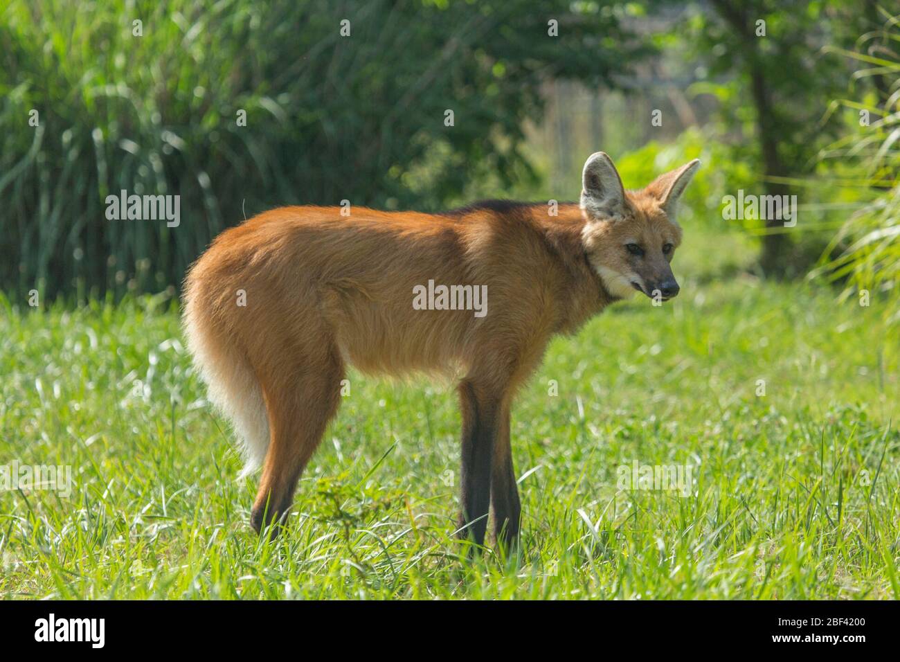 Maned Wolf. Maned Wolf,SCBI,Front Royal,Species: brachyurus,Genus: Chrysocyon,Family: Canidae,Order: Carnivora,Class: Mammalia,Phylum: Chordata,Kingdom: Animalia,Canine,Hope Stock Photo