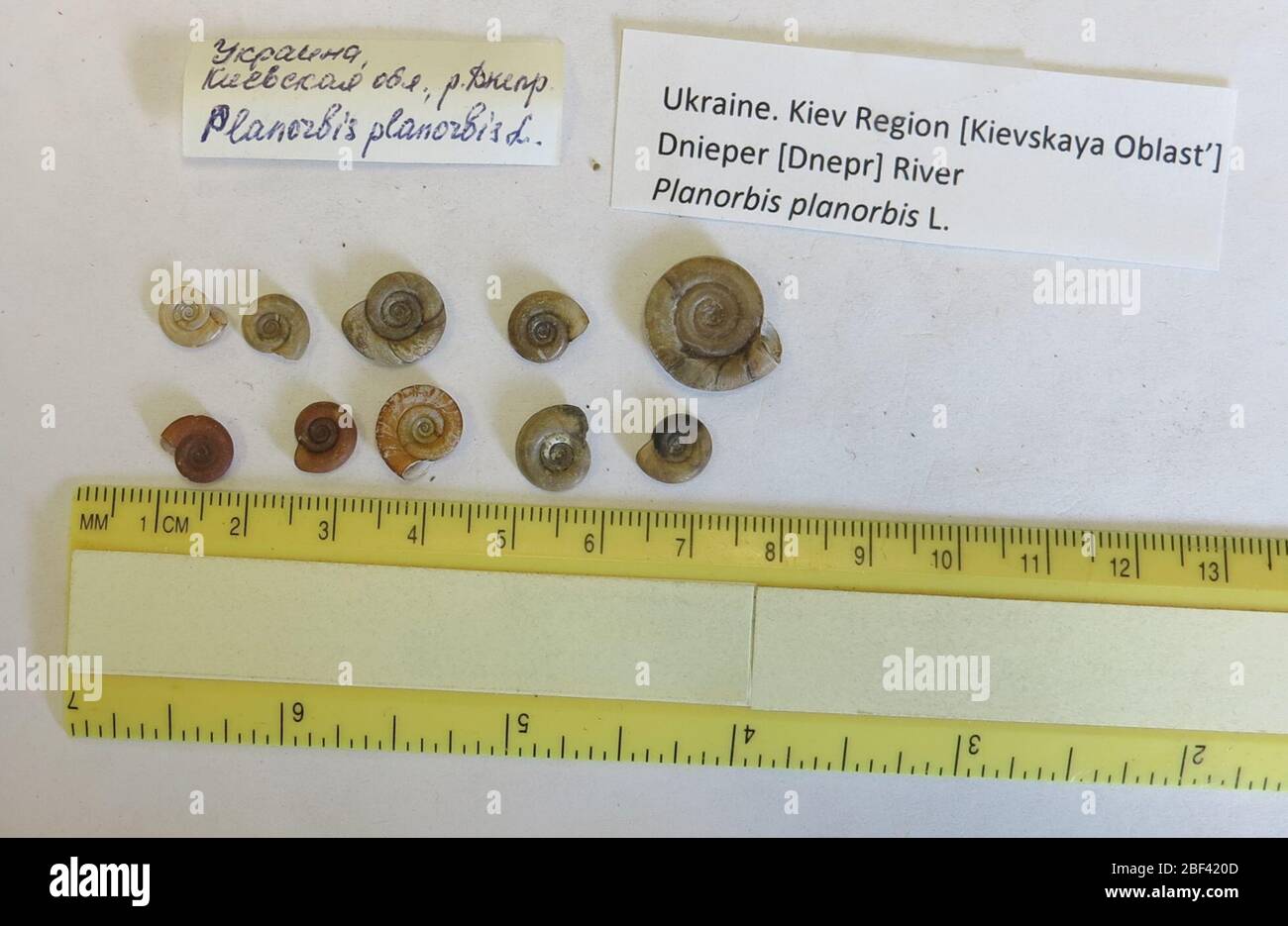 Planorbis planorbis. exchange from Central Museum of Natural history, Academy of Sciences of Ukrania SSR, Kiev, Lenin str. 15, USSR dtd 2 February 19785 Jul 201710 Stock Photo