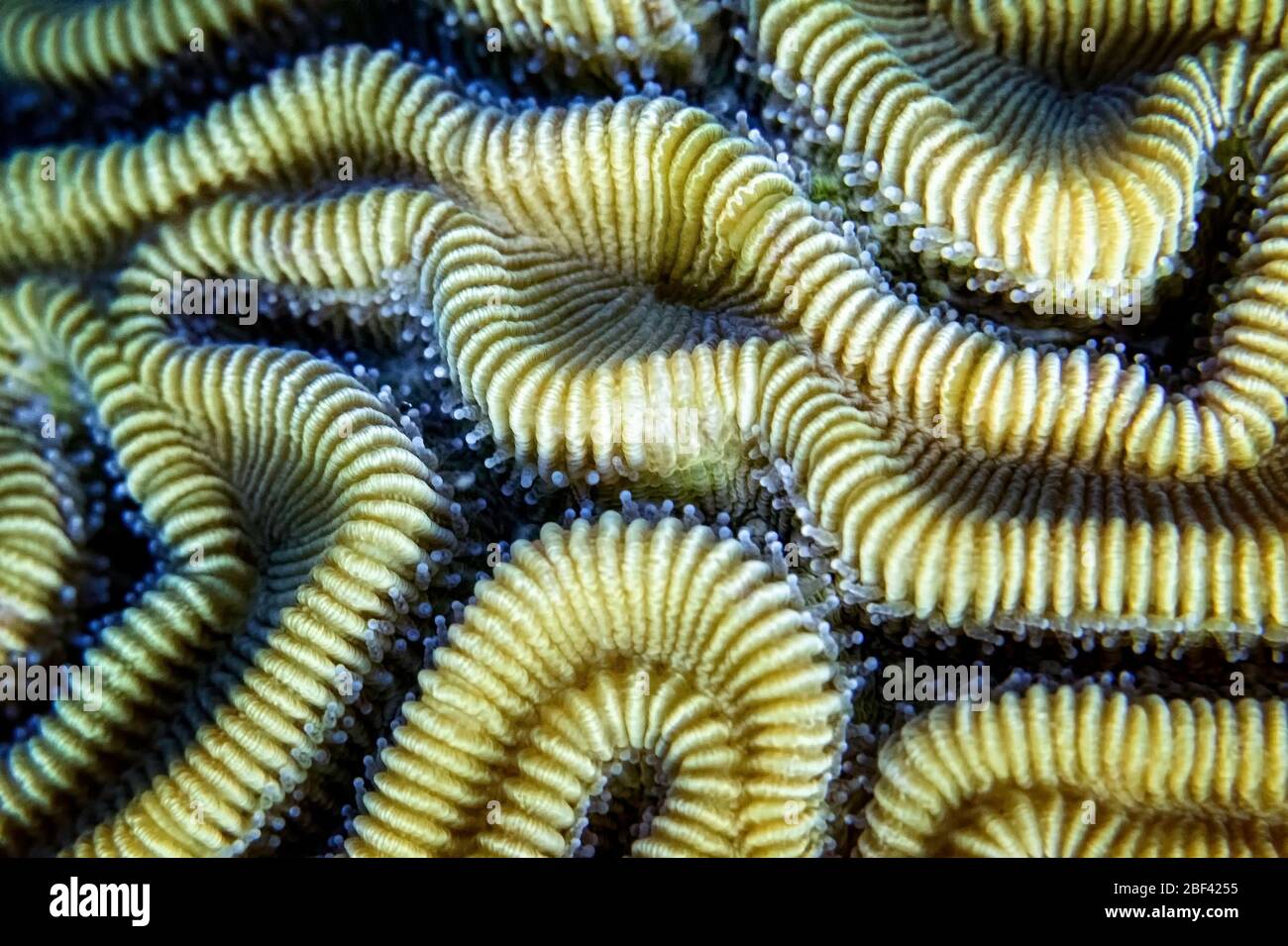 Closeup of grooved brain coral (Diploria labyrinthiformis) polyps and structure on a coral reef, Cayman Islands, Caribbean Sea, Atlantic Ocean, color Stock Photo