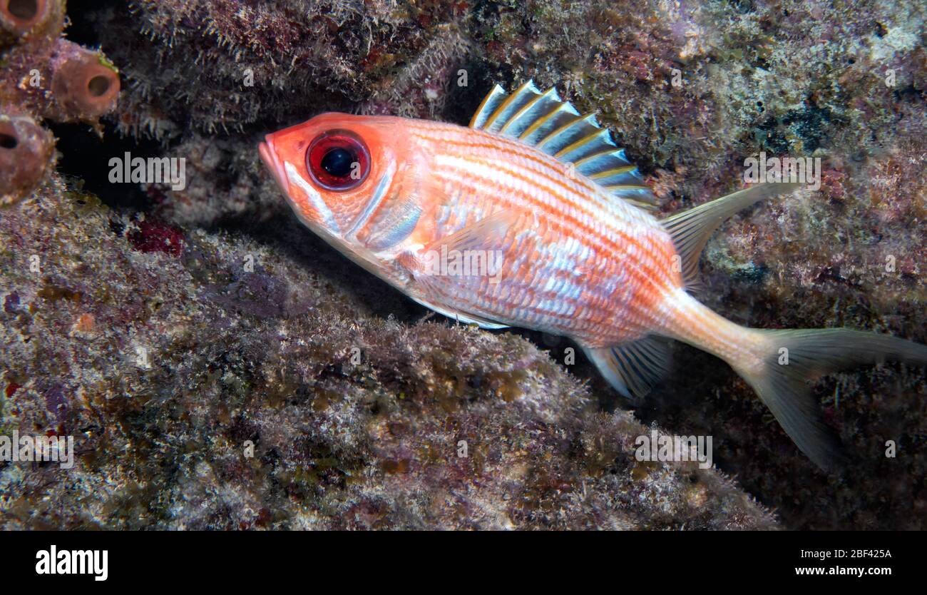 A longspine squirrelfish (Holocentrus rufus) staying close to shelter during the day on a coral reef, Looe Key, Florida Keys, United States, color Stock Photo