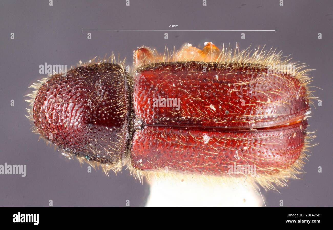 Pityophthorus comosus. Label: Pinus ponderosa / 5754 hopk. u.s.6 Nov 20171 Stock Photo