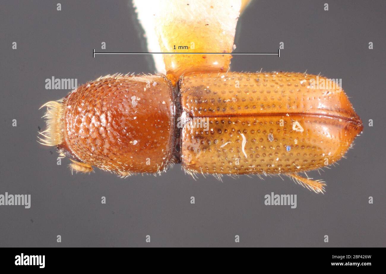 Hopk Pityophthorus citus. Label: Pinon pine / 5703c hopk. u.s.6 Nov 20171 ...