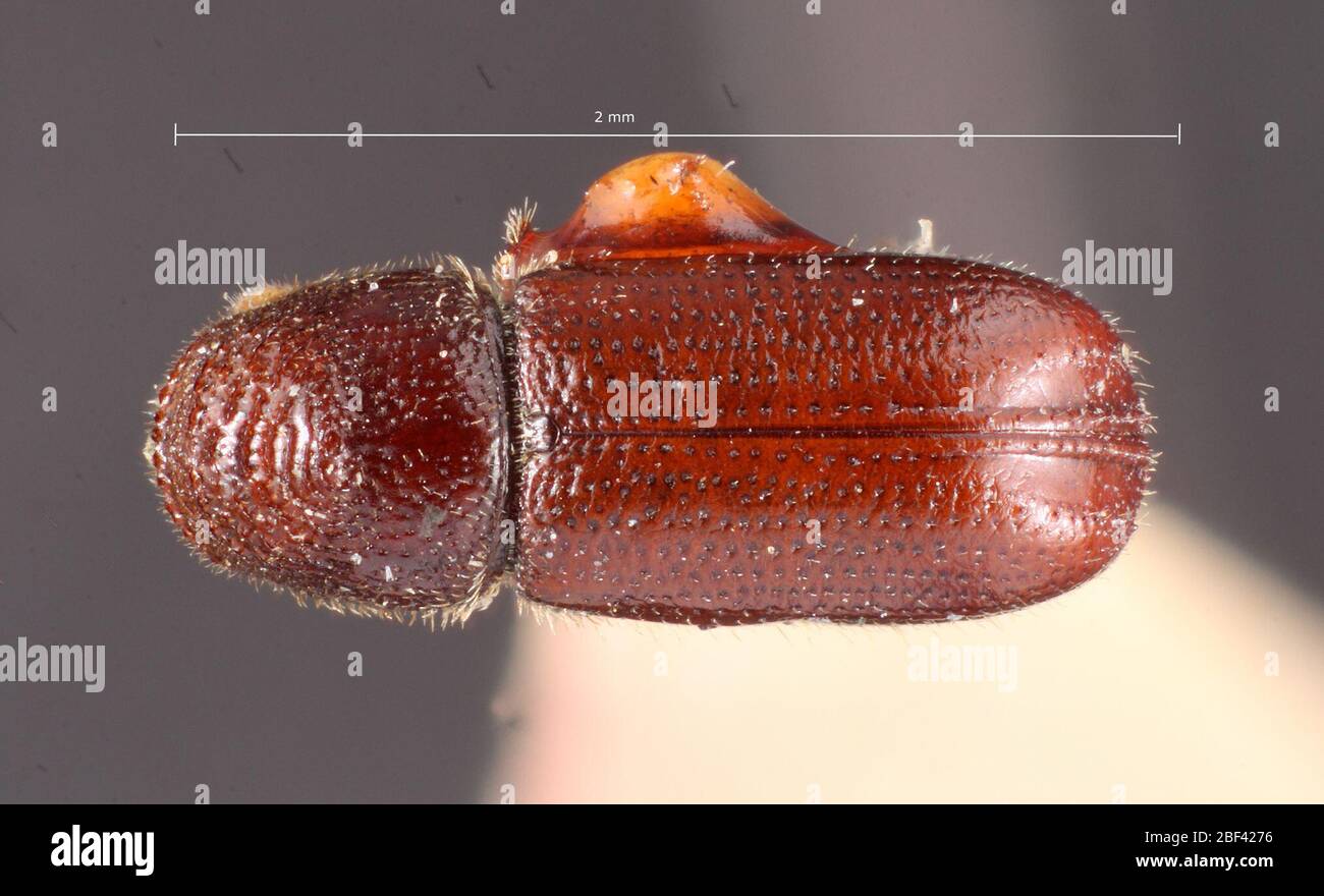 Pityophthorus caelator. Label: Pinus ponderosa / 5430 hopk. u.s.6 Nov 20171 Stock Photo