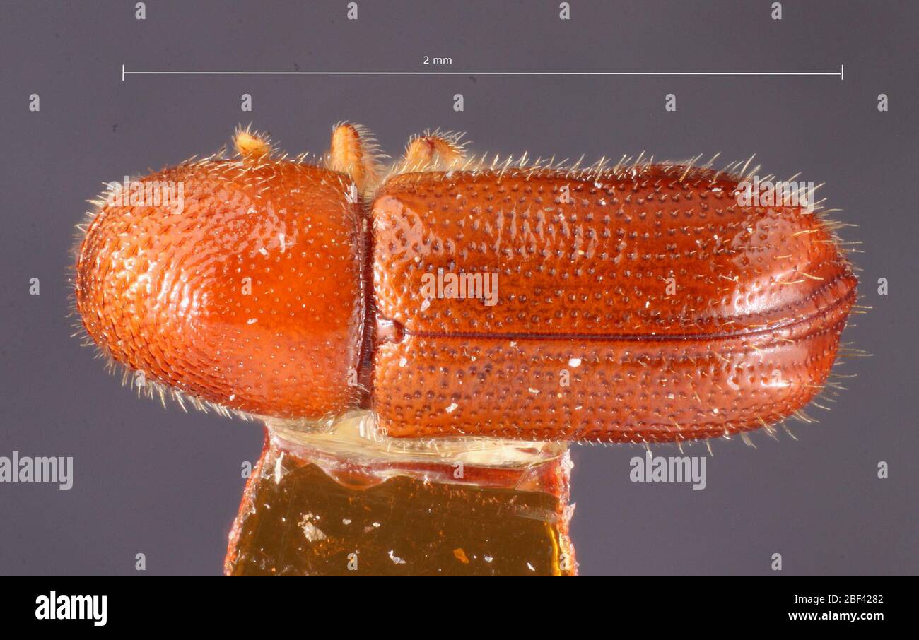Pityophthorus clarus. Label: Pinus ponderosa / k-1136 Nov 20171 Stock Photo