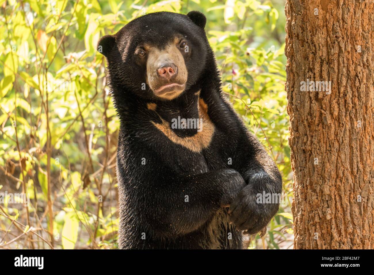 Moon Bear Cub, Wildlife Alliance Release Station, Chi Phat, Cambodia Stock Photo