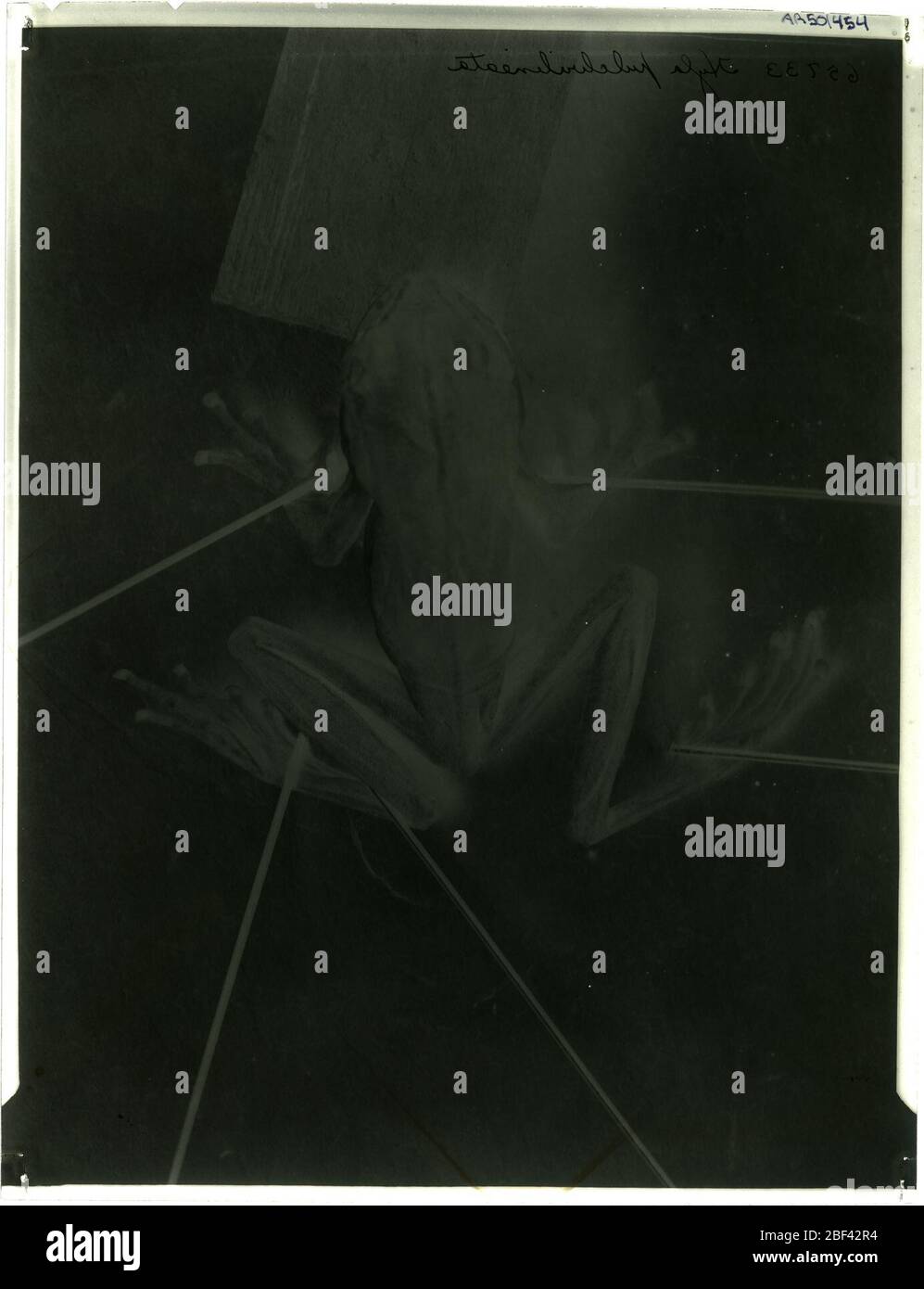 Osteopilus pulchrilineatus. 2 Oct 20181 Stock Photo Alamy