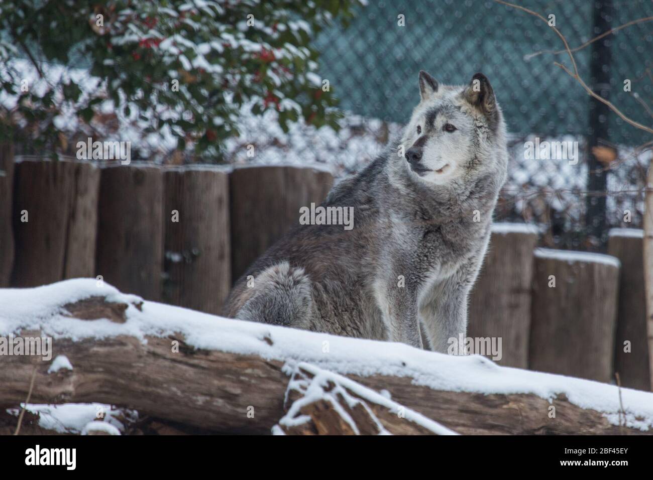 Gray Wolf. Species: lupus,Genus: Canis,Family: Canidae,Order: Carnivora,Class: Mammalia,Phylum: Chordata,Kingdom: Animalia,Gray Wolf,Wolf,Canine,American Trail,snow,winter,Coby,male Stock Photo