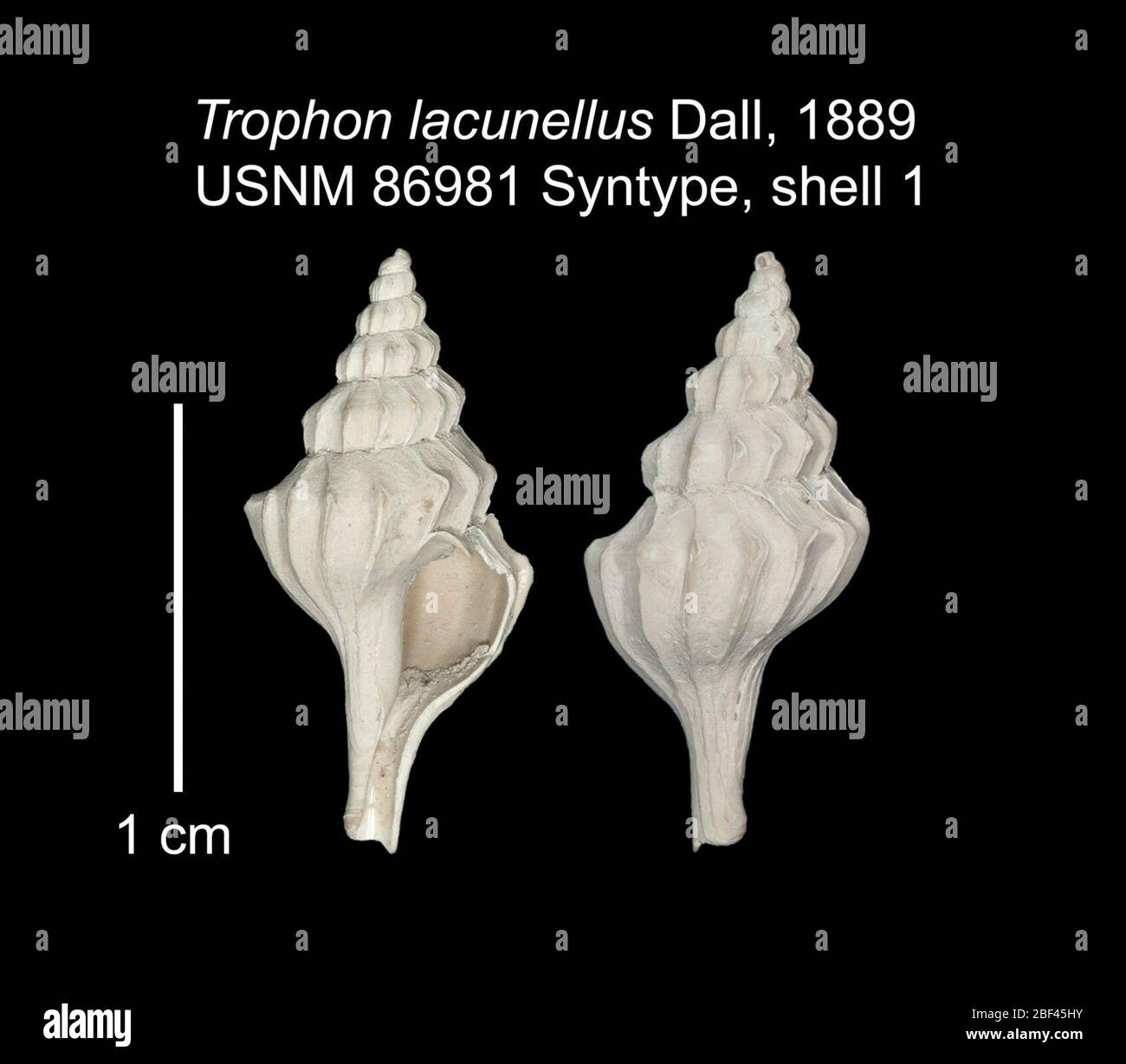 Trophon Boreotrophon lacunellus. 25 Jul 201826782 Stock Photo
