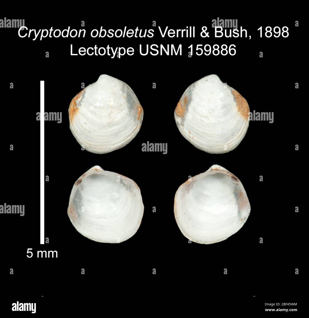 Cryptodon hi-res stock photography and images - Alamy