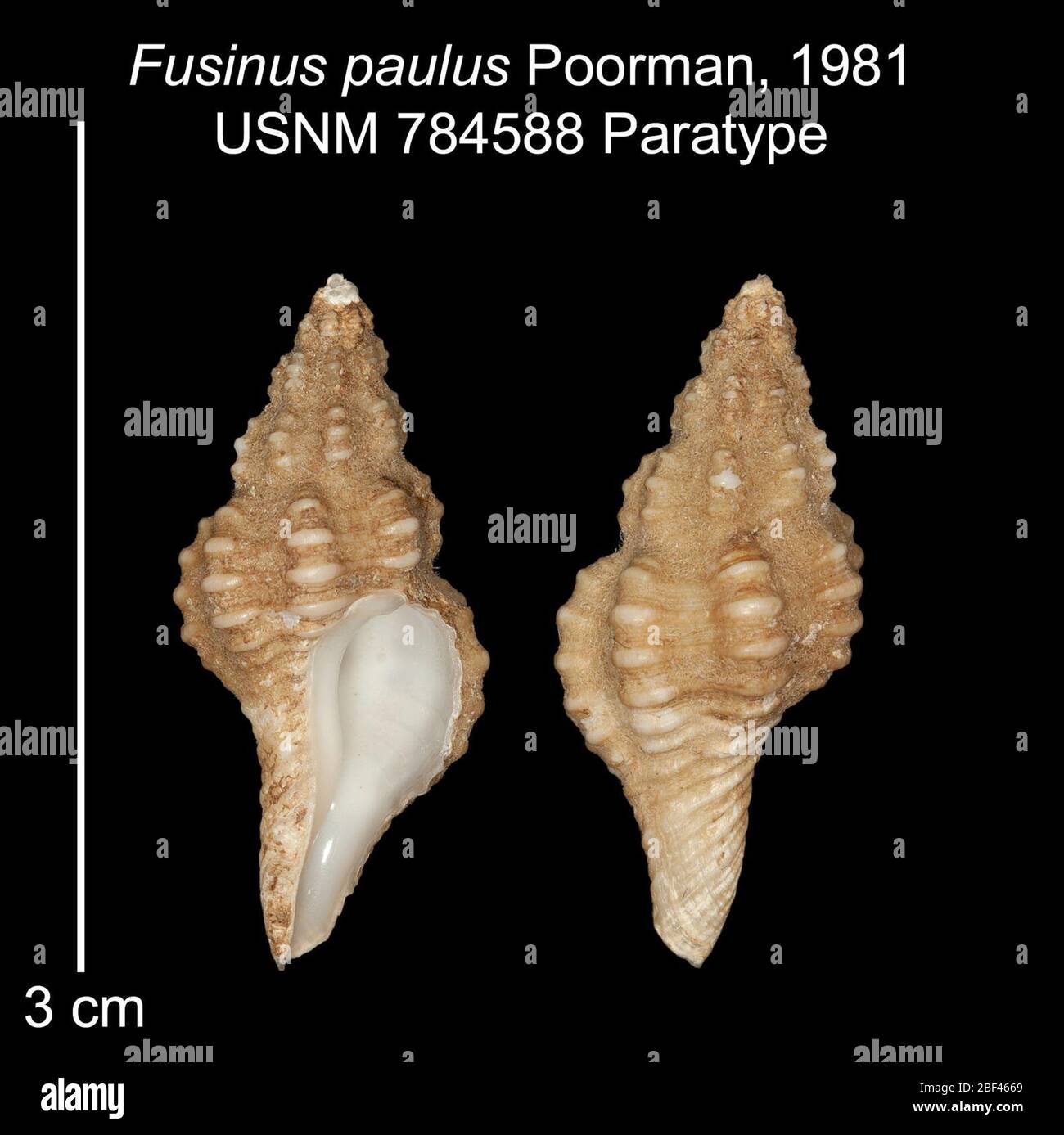 Fusinus paulus. ex LACM-AHF 618; 150 m23 Oct 20181 Stock Photo