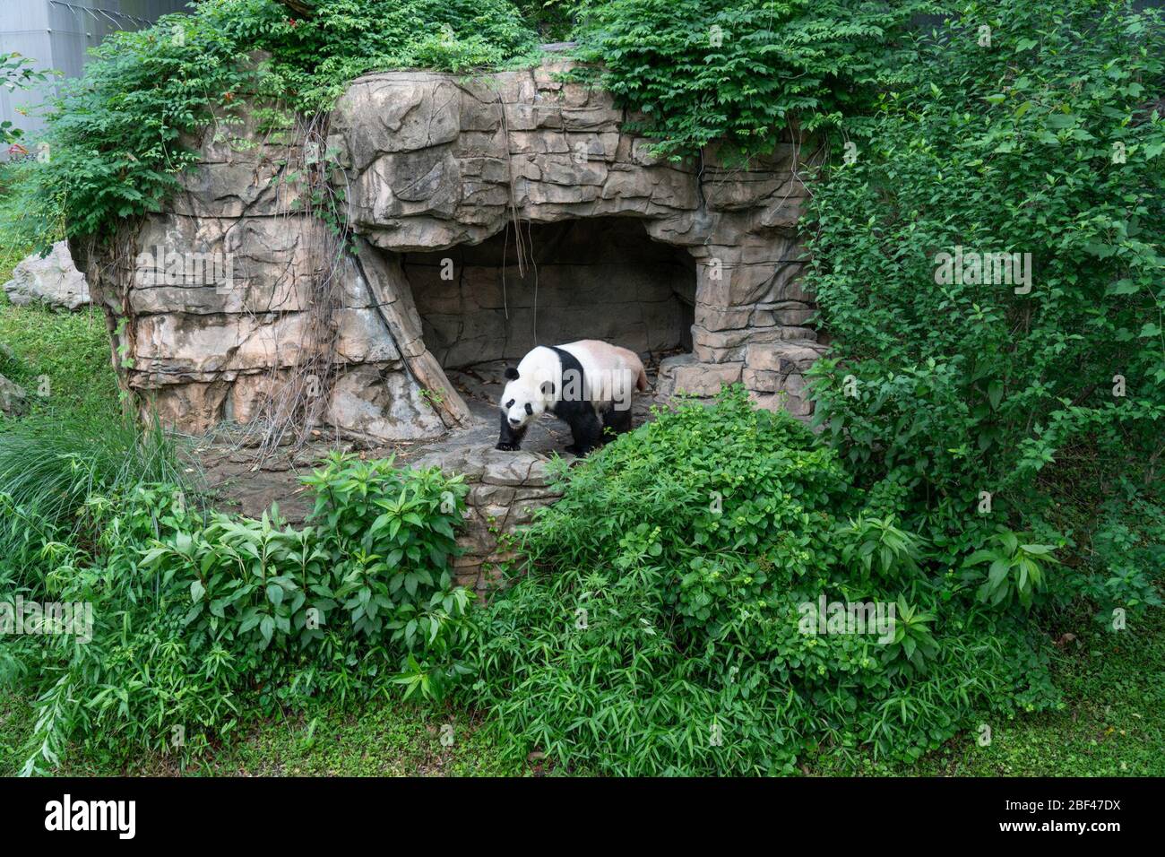 Giant Panda. Tian Tian,Species: melanoleuca,Genus: Ailuropoda,Family