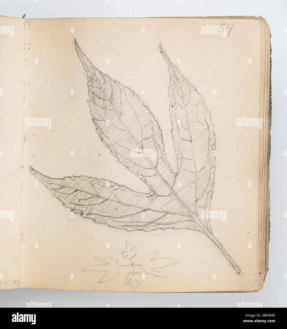 Sketchbook Page ThreeLobed Leaf. Recto: Study of a three-lobed leaf; sketch of decorative motif below, with four symmetrical three-lobed leaves.Verso: Sketch of two decorative friezes, above, and pattern with flowers, below. Stock Photo