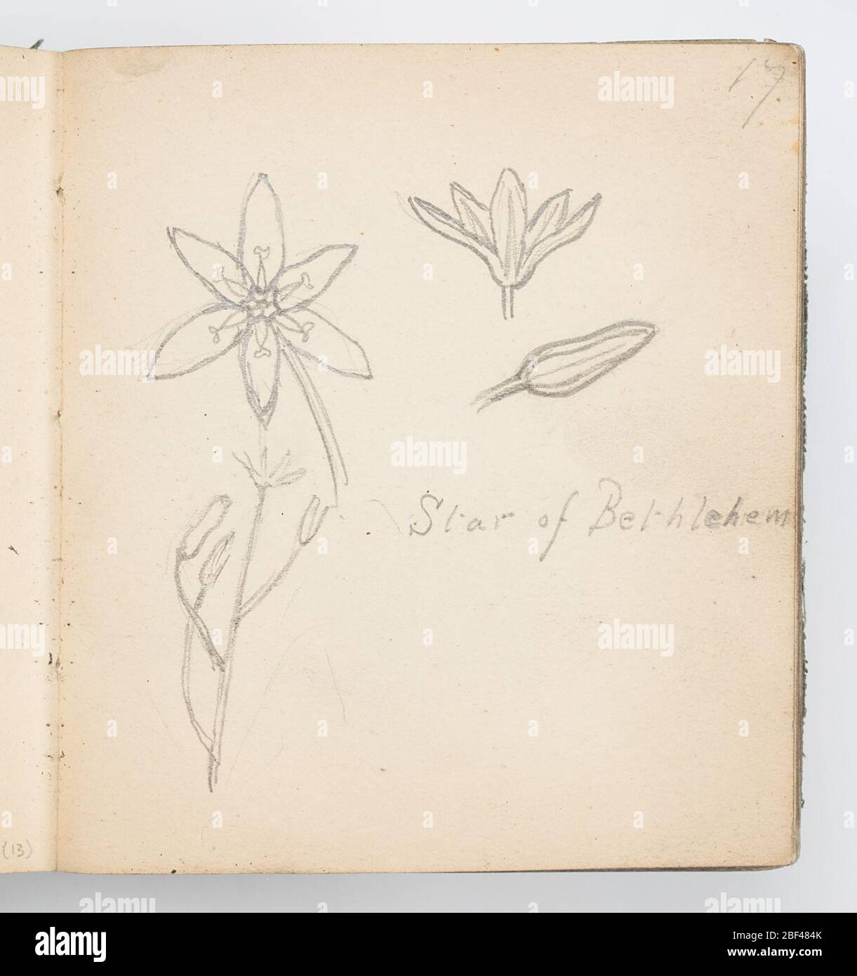 Sketchbook Page Star of Bethlehem. Recto: Studies of the Star of Bethlehem, a flower with six long, pointed petals; full plant shown as well as flower from the top, in profile, and as a closed bud.Verso: Sketch of open flower with bud, two leaves, and stem. Stock Photo