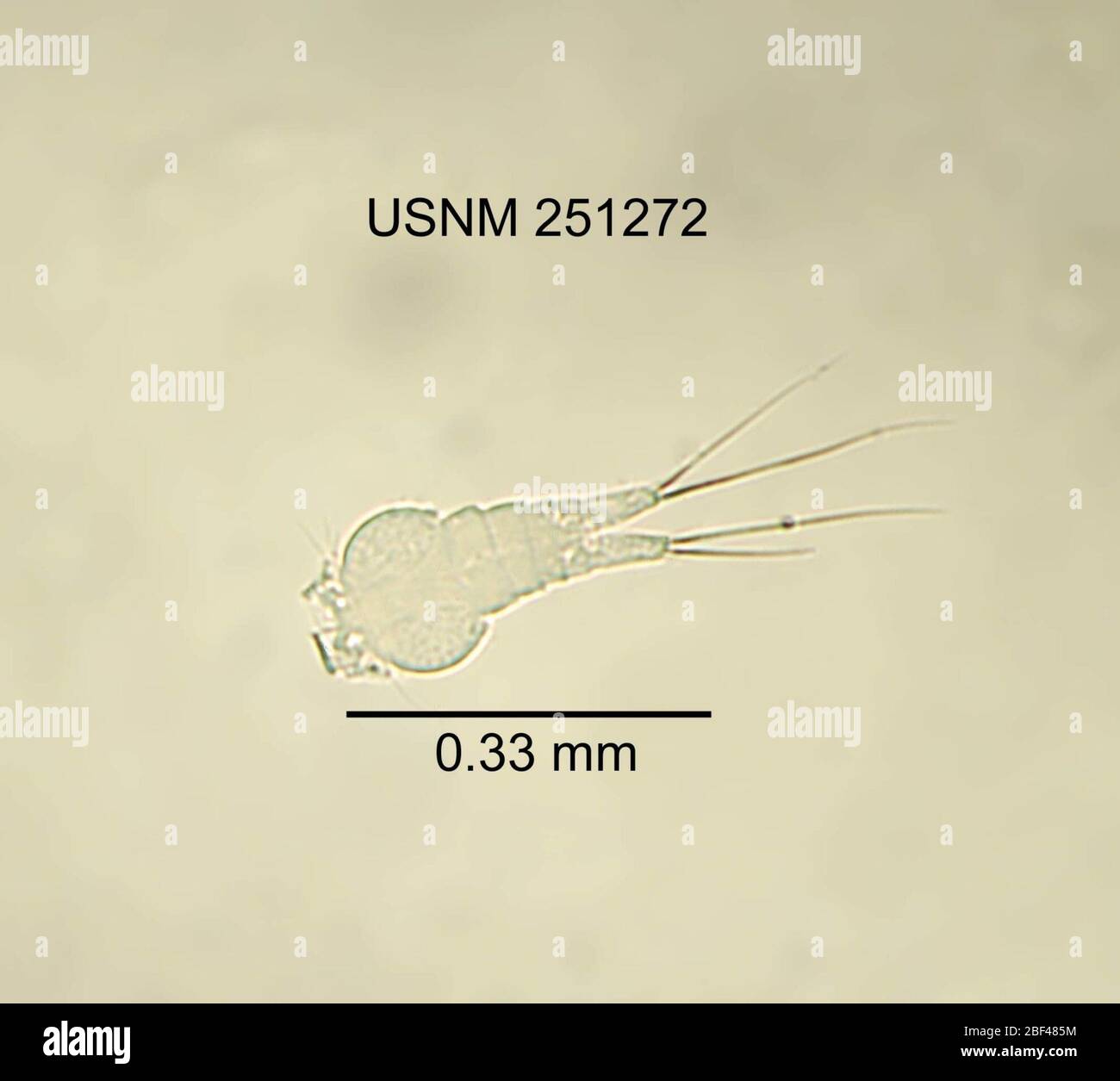 Copepod classification hi-res stock photography and images - Alamy