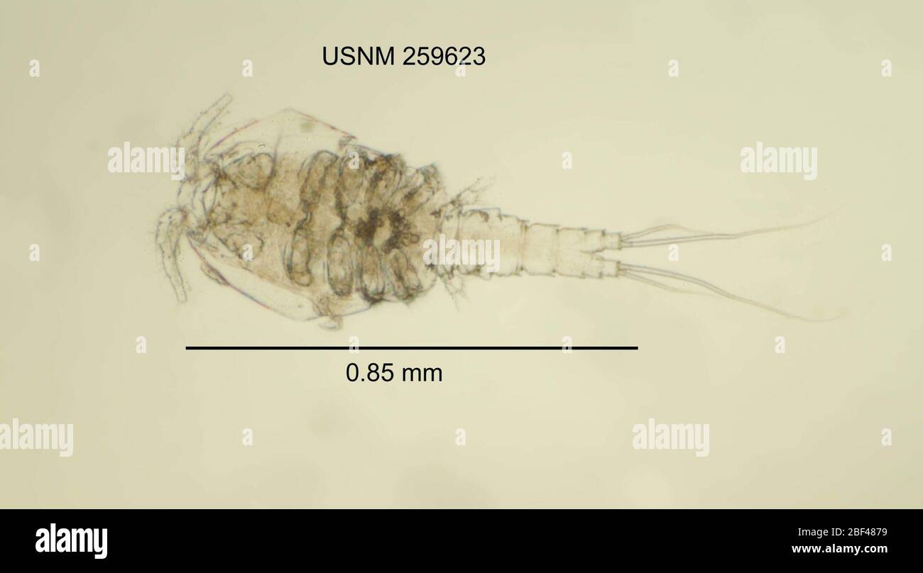 Copepod classification hi-res stock photography and images - Alamy