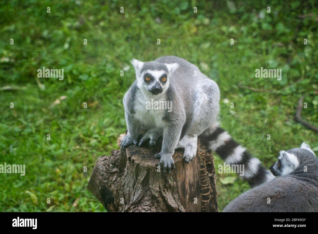 Ringtailed Lemur. Species: catta,Genus: Lemur,Family: Lemuridae,Order: Primates,Class: Mammalia,Phylum: Chordata,Kingdom: Animalia,Ring-tailed Lemur,Lemur,Primate Stock Photo