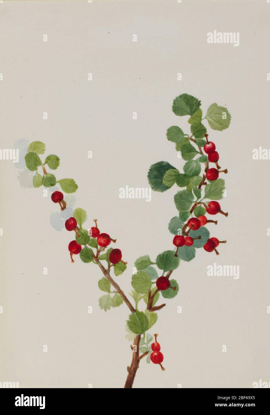 Fruit species identification hi-res stock photography and images - Alamy