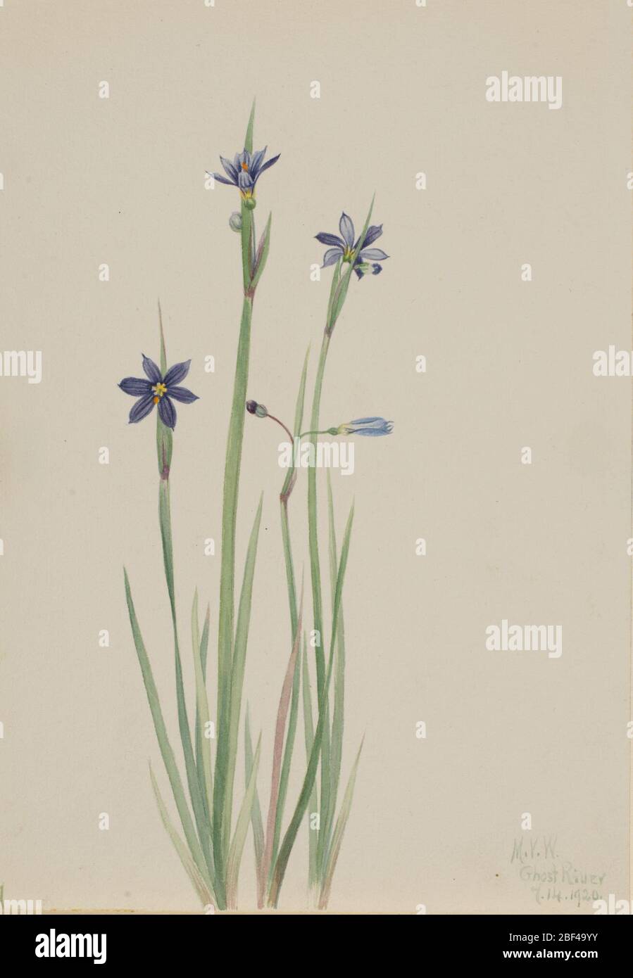 Blueeyedgrass Sisyrinchium angustifolium. Stock Photo
