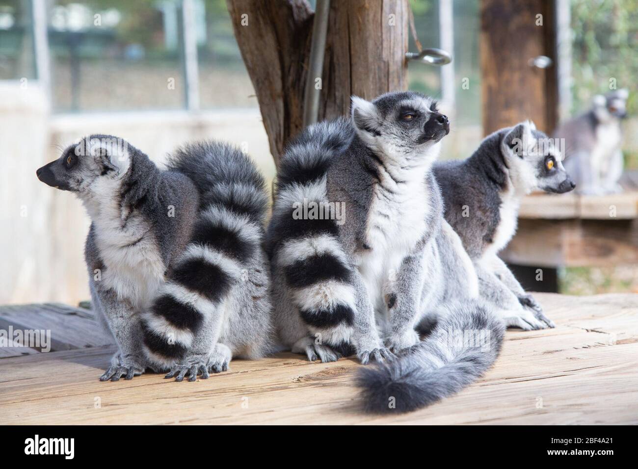 Ringtailed Lemur. Species: catta,Genus: Lemur,Family: Lemuridae,Order: Primates,Class: Mammalia,Phylum: Chordata,Kingdom: Animalia,Ring-tailed Lemur,Lemur,Primate Stock Photo