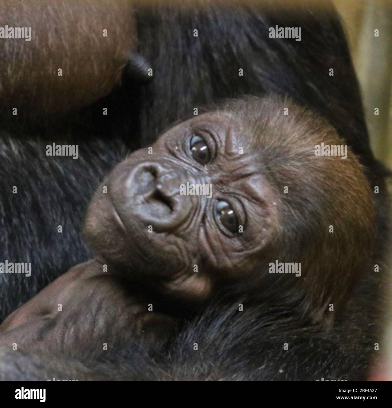 Lowland Gorilla. Primate,Great Ape,Ape,Species: gorilla,Genus: Gorilla,Family: Hominidae,Order: Primates,Class: Mammalia,Phylum: Chordata,Kingdom: Animalia,Lowland Gorilla,Western Gorilla,Moke,baby,young Stock Photo
