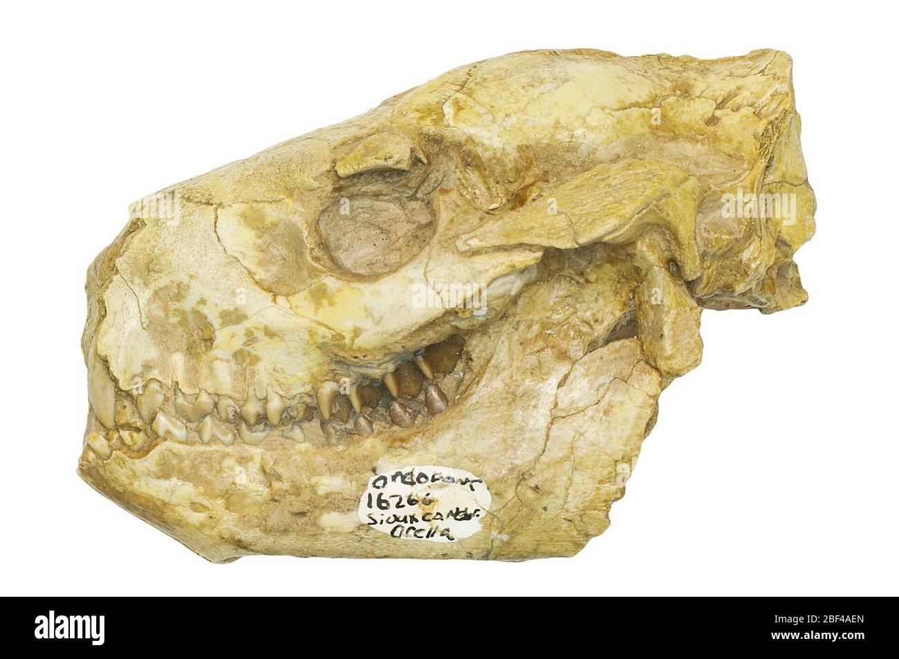Oreodont. This object is part of the Education and Outreach collection, some of which are in the Q?rius science education center and available to see.Cenozoic - Paleogene - Oligocene114 Jan 2020Lower Brule Stock Photo