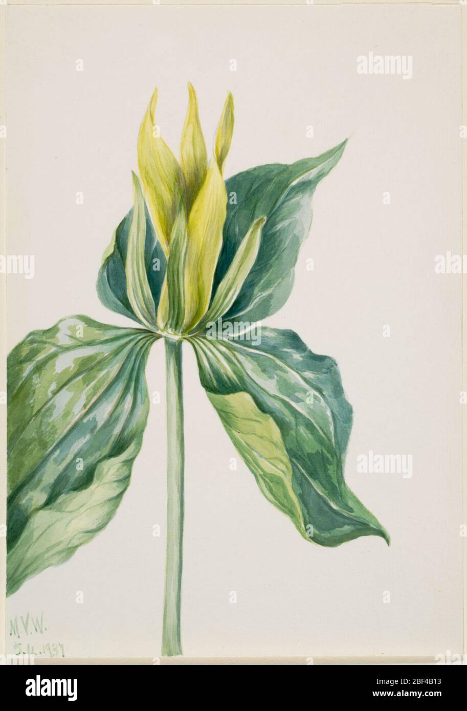 WakeRobin Trillium underwoodii. Stock Photo