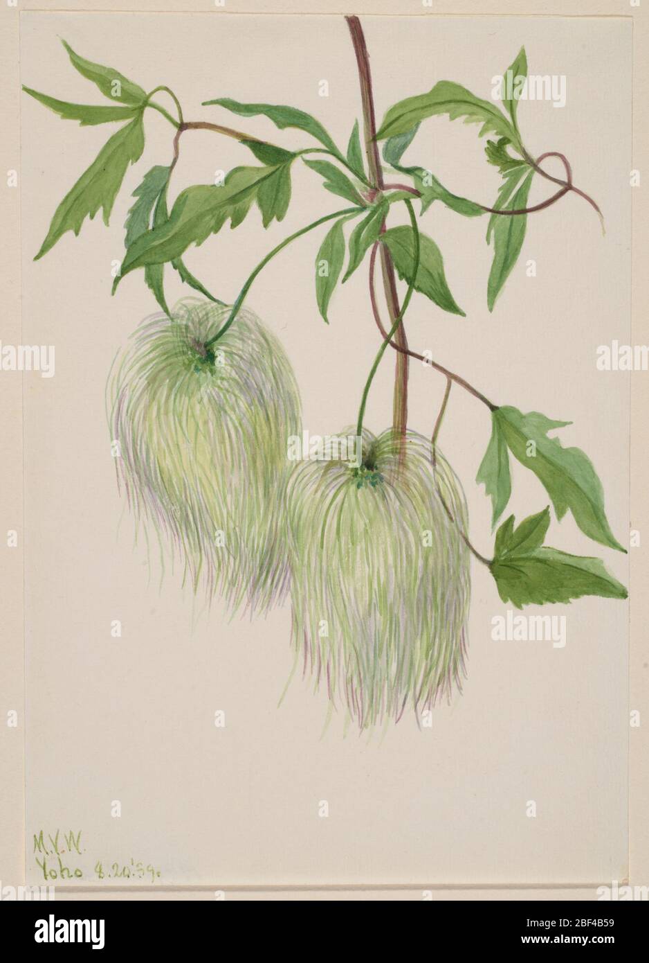 Botanical study of plant morphology hi-res stock photography and images ...