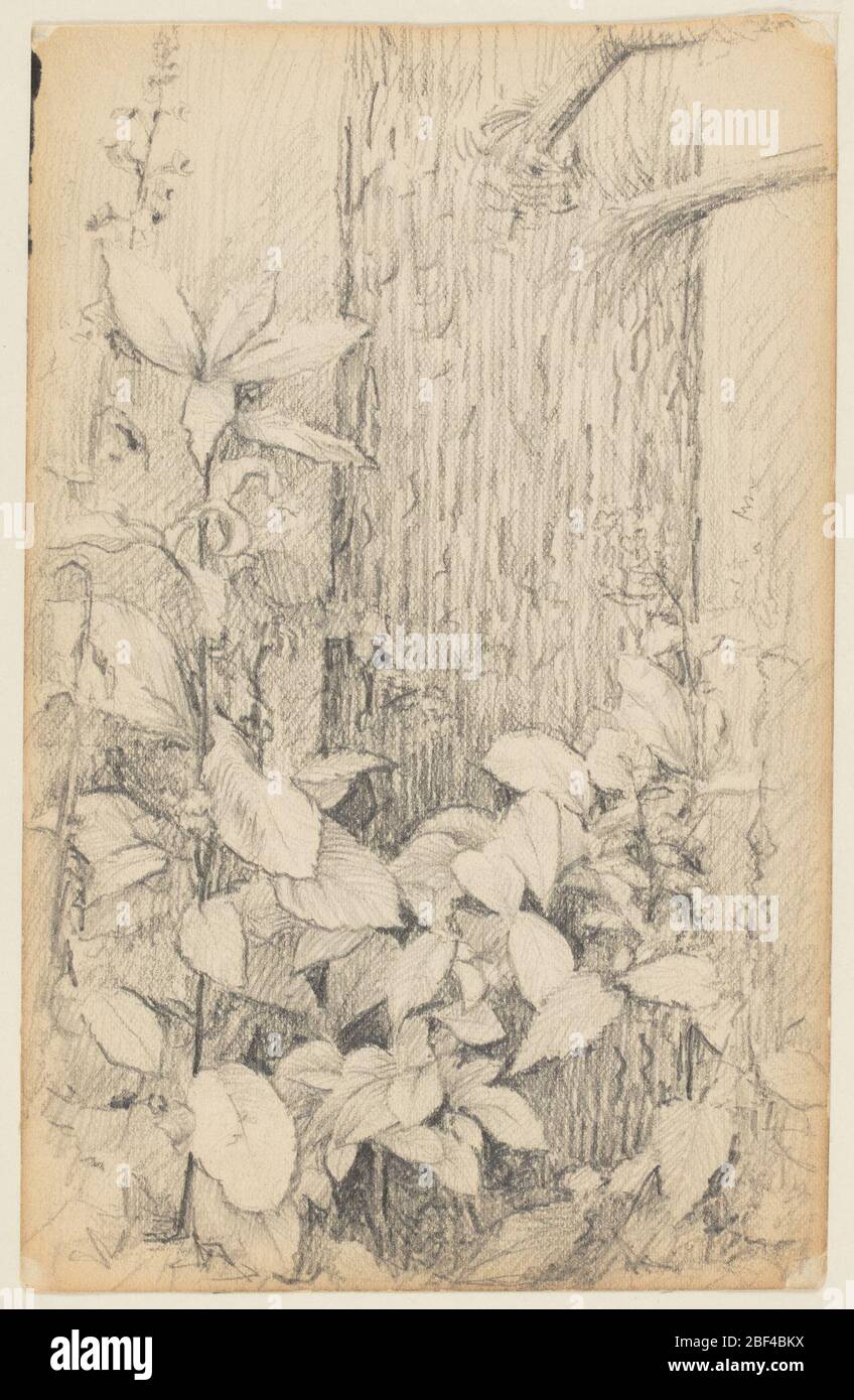 Study of Undergrowth. Plants and the lower part of an evergreen are shown. Stock Photo