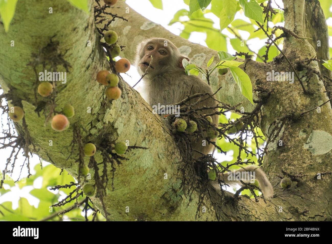 Macaque eating fruits at the Núi Đôi semiwild enclosure, Phong Nha, Vietnam Stock Photo