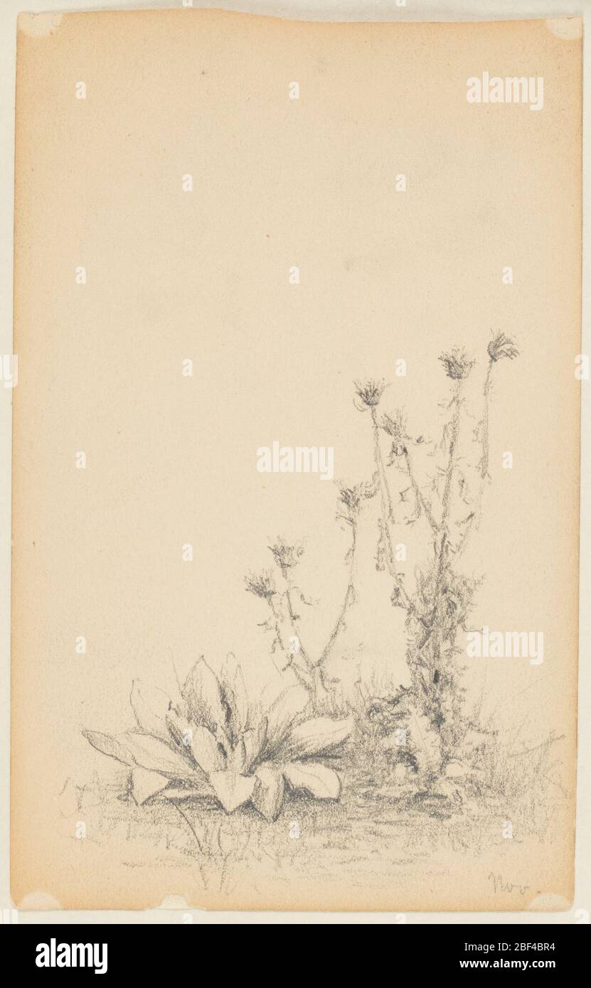Study of Wild Plants. A group of two thistles and big-leaved plants with grass. Verso: in opposite direction, at top, a rough sketch for a landscape painting. Stock Photo