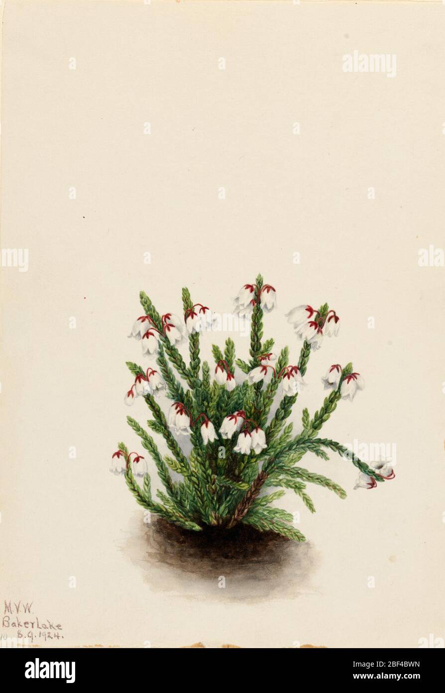 Rocky Mountain Cassiope Cassiope mertensiana. Stock Photo