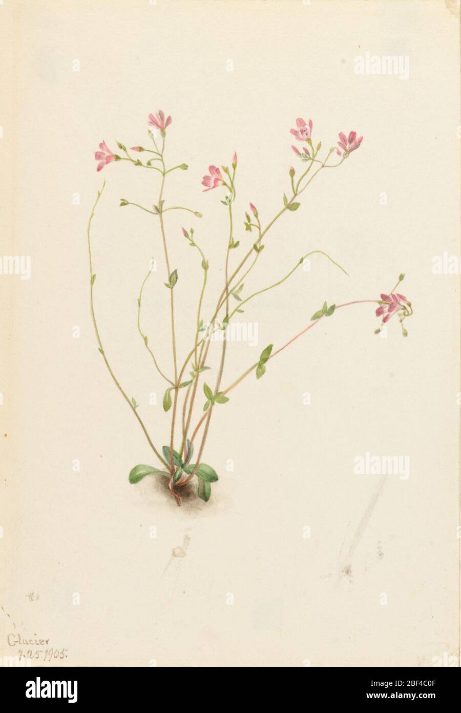 Naiad Spring Beauty Claytonia parvifolia. Stock Photo
