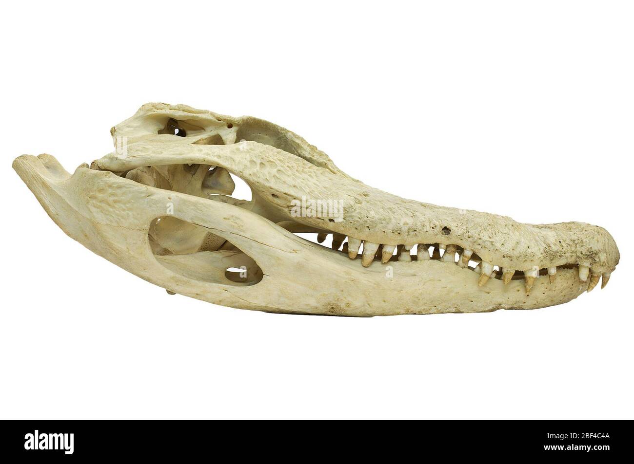 American Alligator. This object is part of the Education and Outreach collection, some of which are in the Q?rius science education center and available to see.114 Jan 2020 Stock Photo