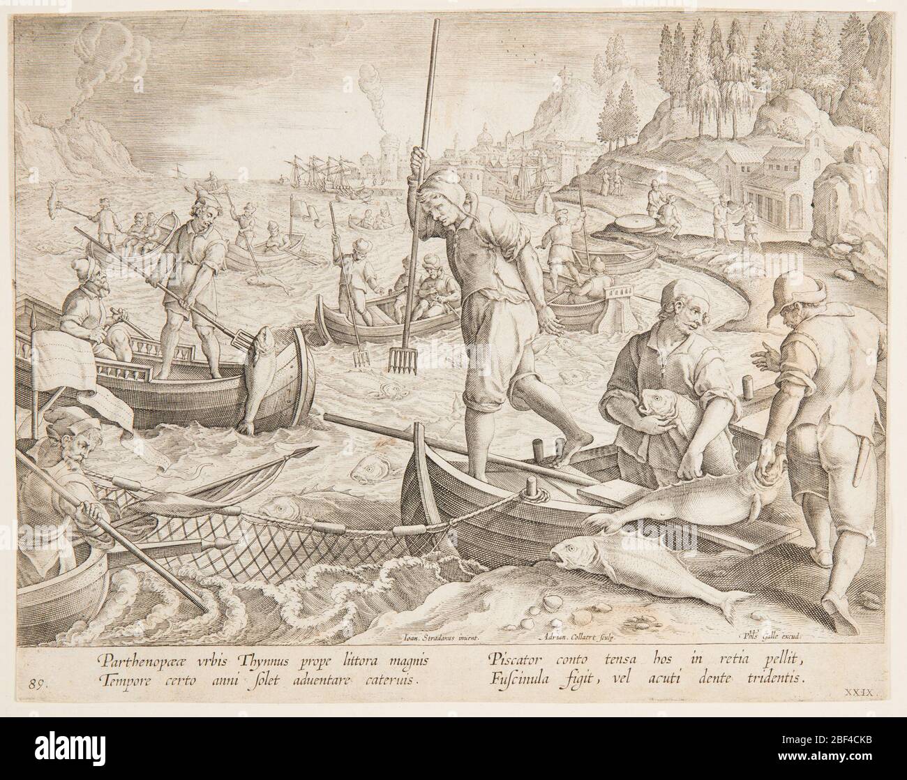 Tuna fishing. Horizontal rectangle. Fishermen in open boats spread their net in the foreground, and spear the fish caught in it. Harbor with ships in the background at right. At left center: 'Ioan. Stradanus invent.'; right of center: 'Adrian. Stock Photo