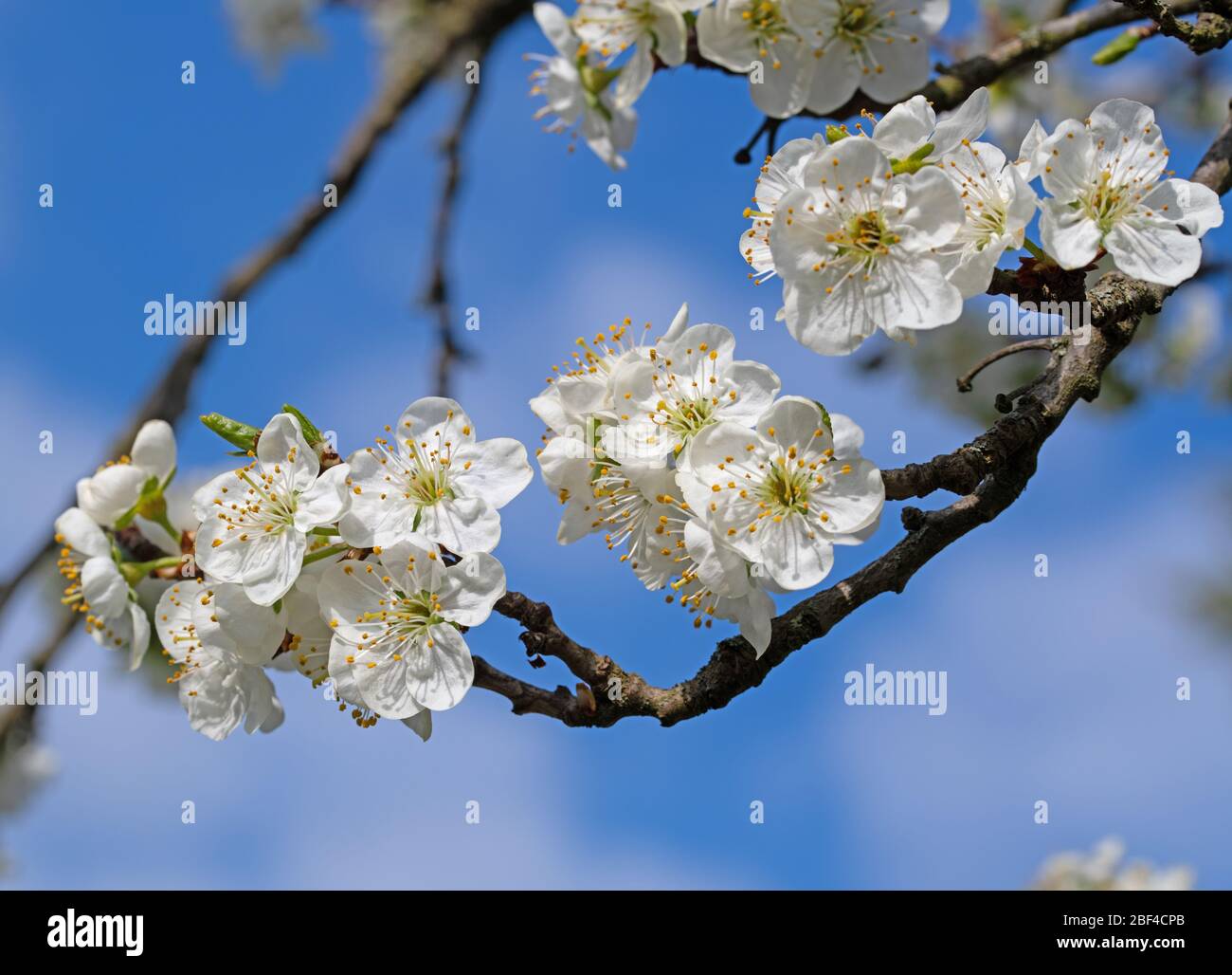 Bloosoms of the noble plum, Prunus domestica, in a close-up Stock Photo