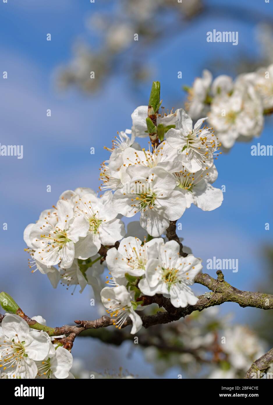 Bloosoms of the noble plum, Prunus domestica, in a close-up Stock Photo