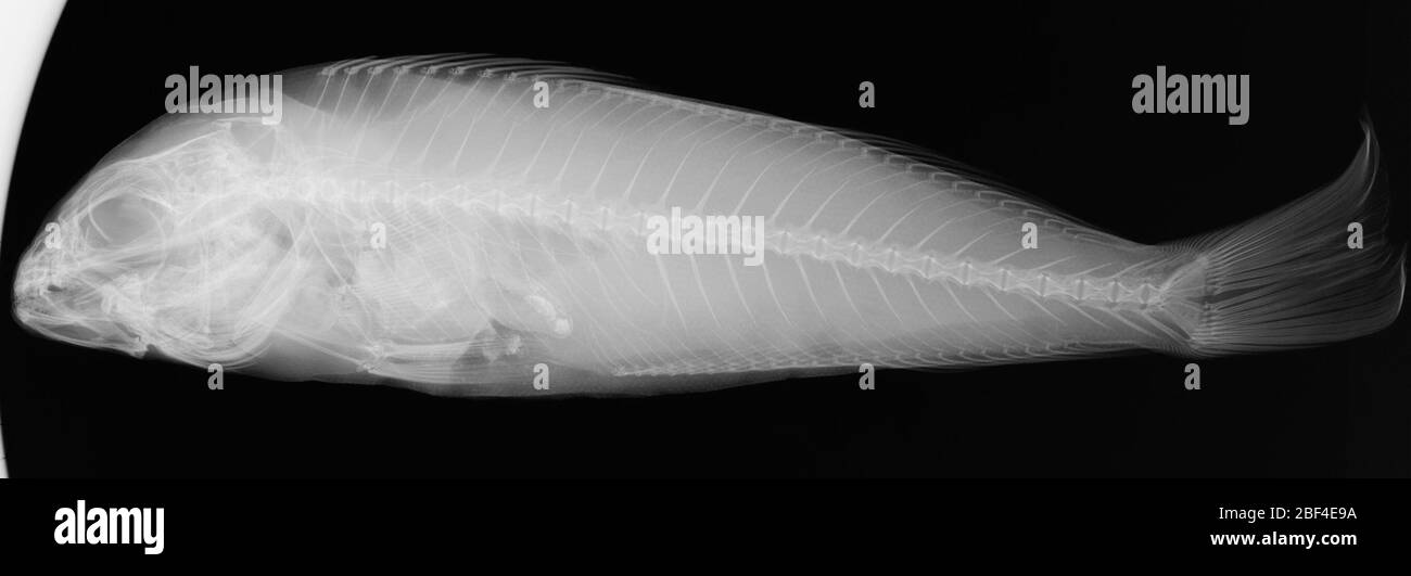Caulolatilus hubbsi Dooley. 1 spec. removed to usnm 216213 as caulolatilus princeps. X-rayed for V.G. Springer January/2007.14 Nov 20161 Stock Photo