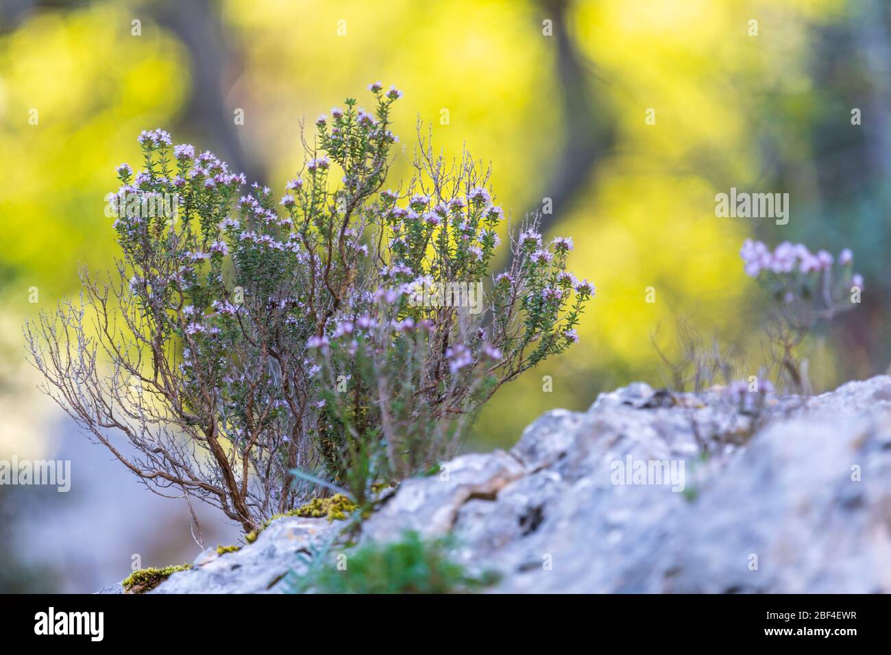 Wild thyme in blossom in Provence , France Stock Photo Alamy
