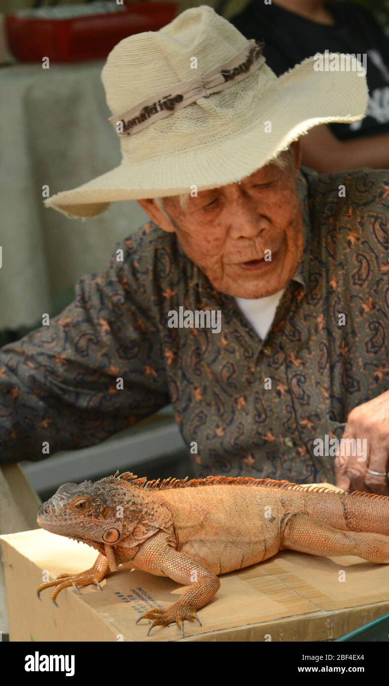 A Hong Kong Chinese man with his iguana on Lamma island in Hong Kong. Stock Photo