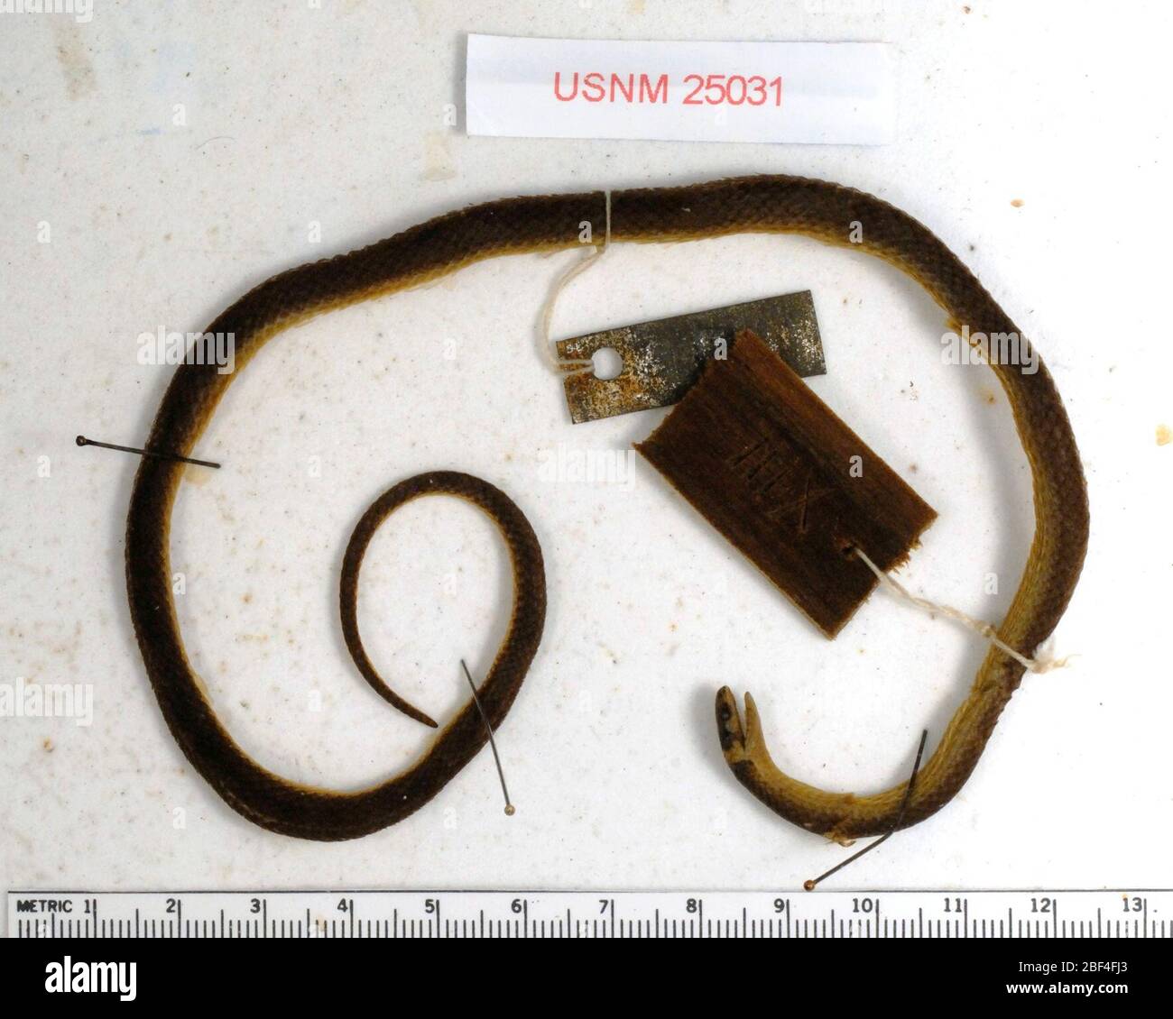 Tantilla rubra. 6 Aug 20141 Stock Photo Alamy