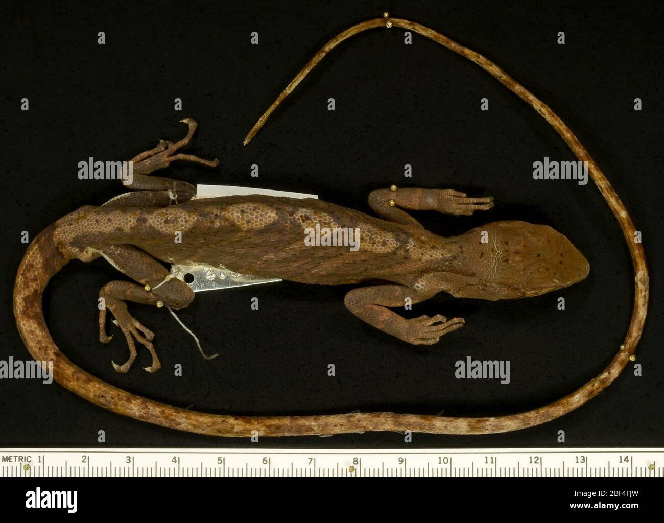 Polychrus Map Study of reptilian biodiversity hi-res stock photography and images - Alamy