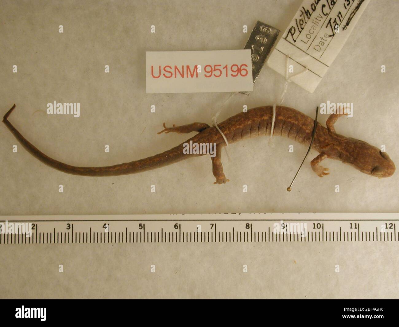 Plethodon dunni. 2 Oct 20181 Stock Photo Alamy